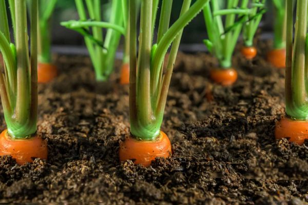 Carrot Seeds