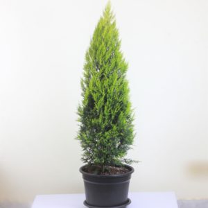Leyland Cypress