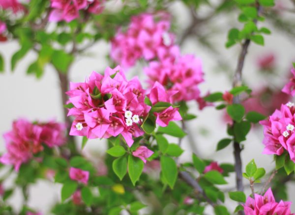 Dwarf Bougainvillea