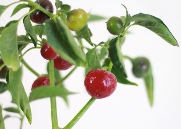 Cherry Pepper