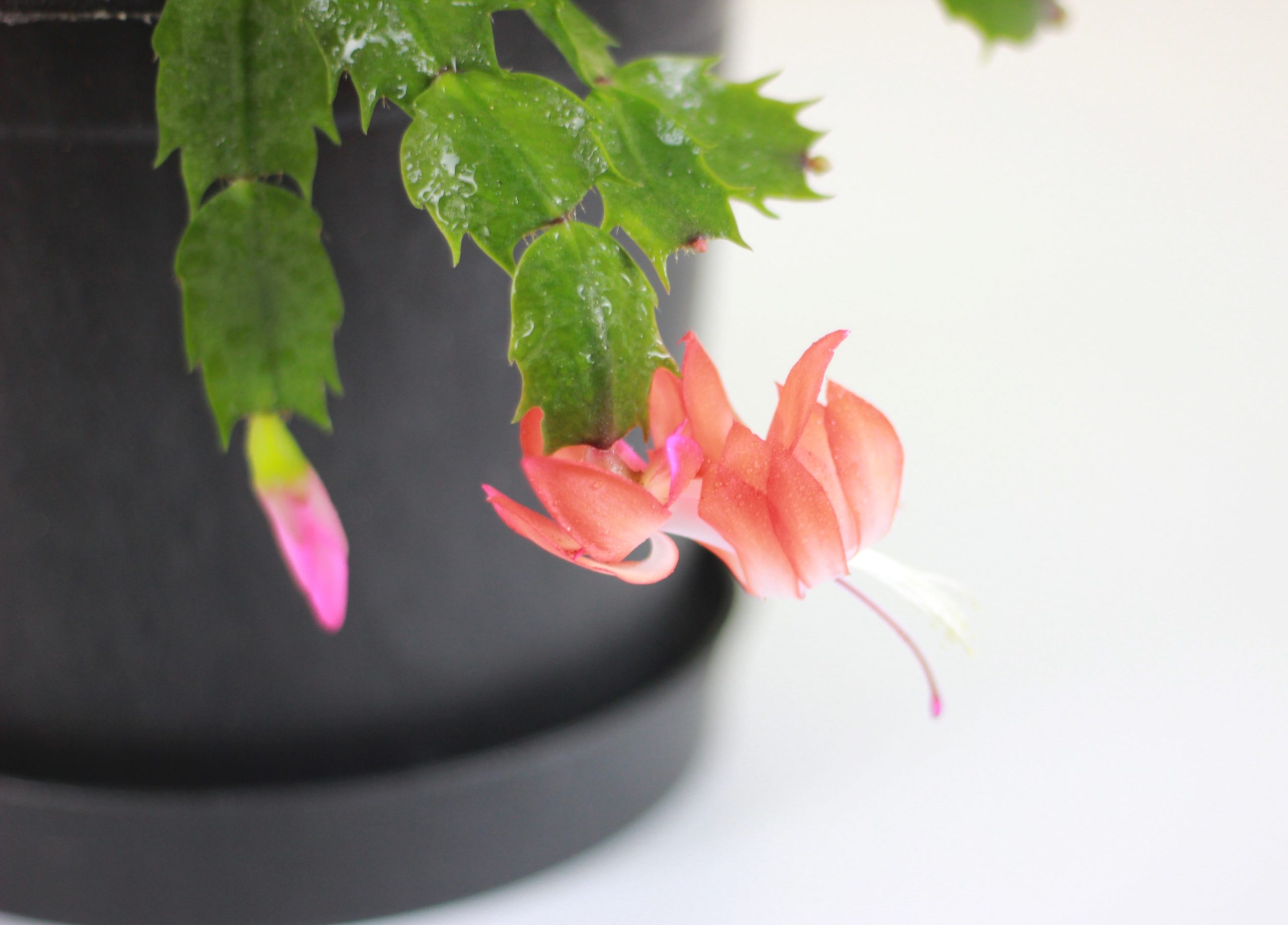 Christmas Cactus