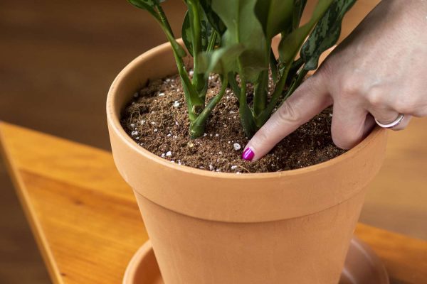 Plant Checkup