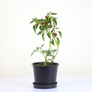 Cherry Pepper
