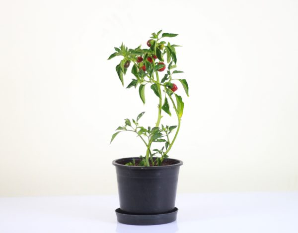 Cherry Pepper