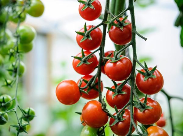 Cherry Tomato Seeds