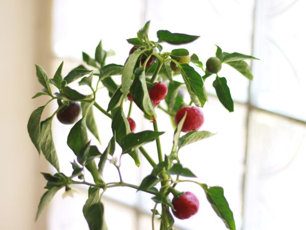 Cherry Pepper