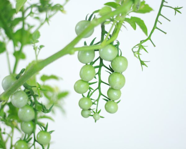Cherry Tomatoes