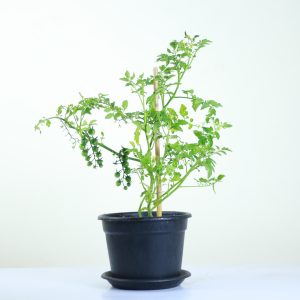 Cherry Tomatoes