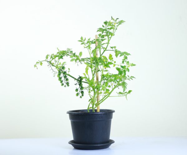 Cherry Tomatoes