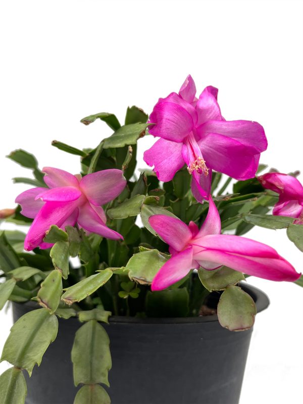 Christmas Cactus