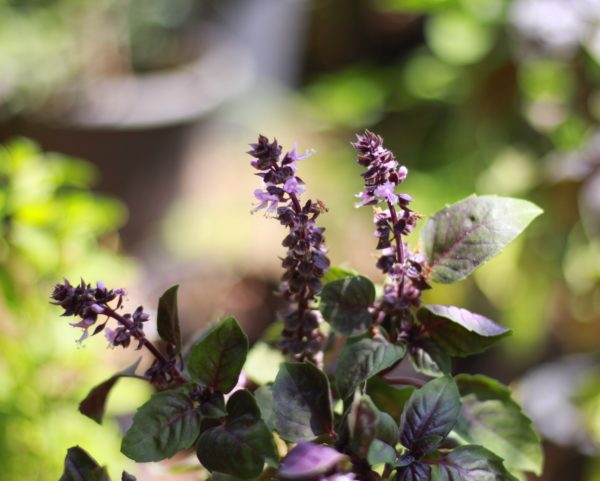 Cinnamon Basil