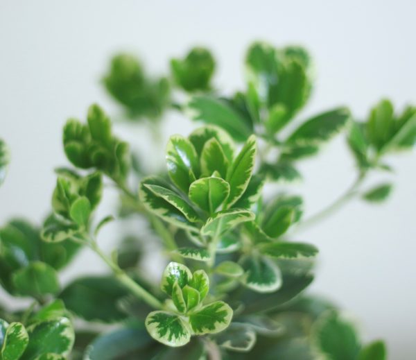 Karo Plant