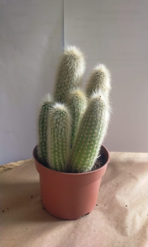 Cleistocactus