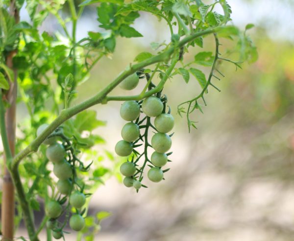 Cherry Tomatoes