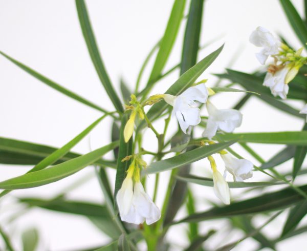 Calypso Oleander