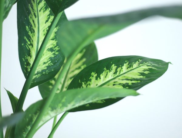 Dieffenbachia Tropic Snow