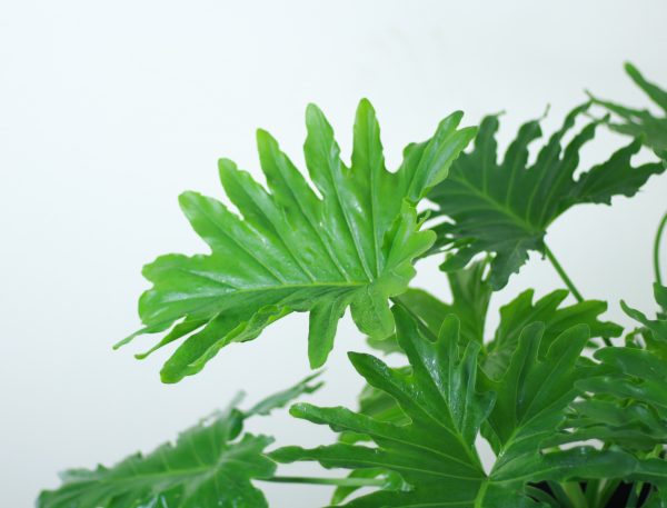 Lacy Tree Philodendron