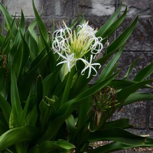 Crinum lily flowers