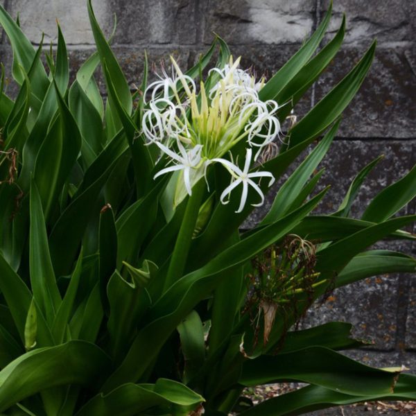 Crinum lily flowers