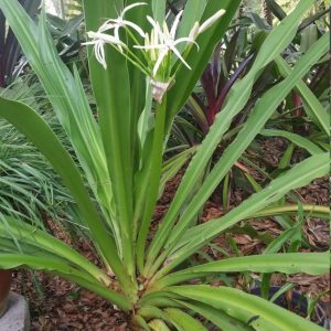 Crinum lily