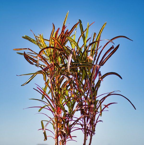 Croton 'Zanzibar'