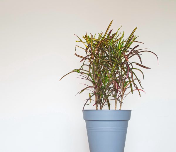 Croton 'Zanzibar'