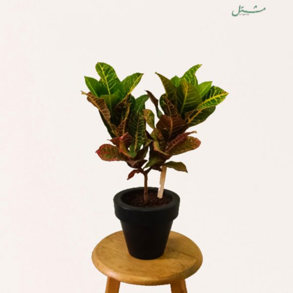Air Purifying Set (8 Plants)