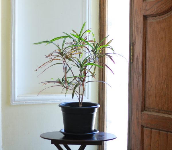 Croton 'Zanzibar'