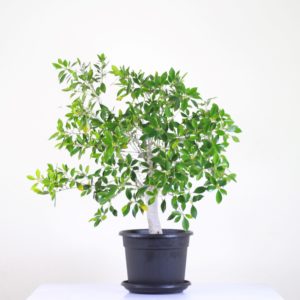 Cuban Laurel
