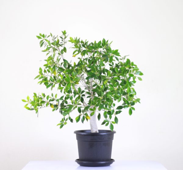 Cuban Laurel