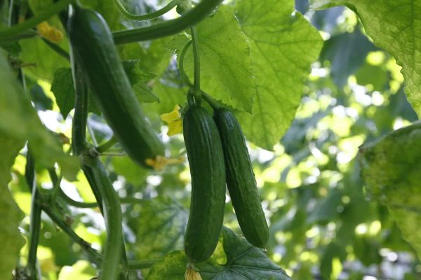Cucumber Seeds