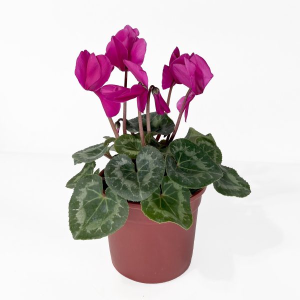 Florist's Cyclamen