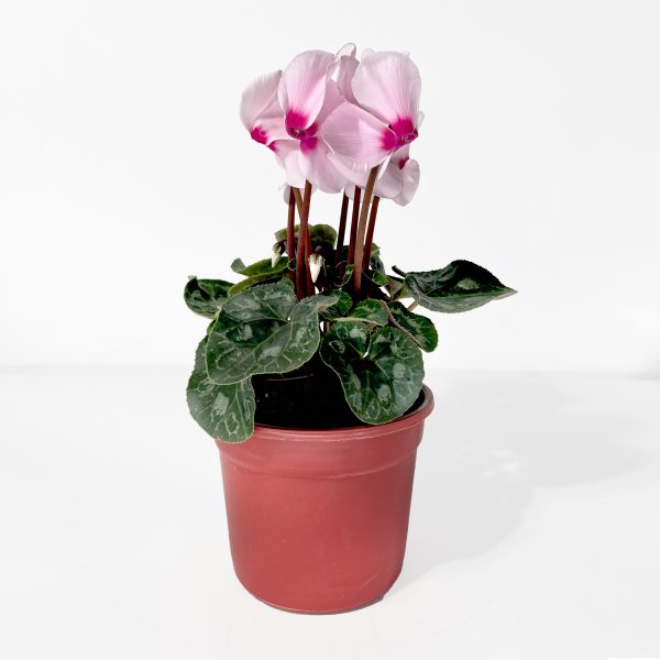 Florist's Cyclamen