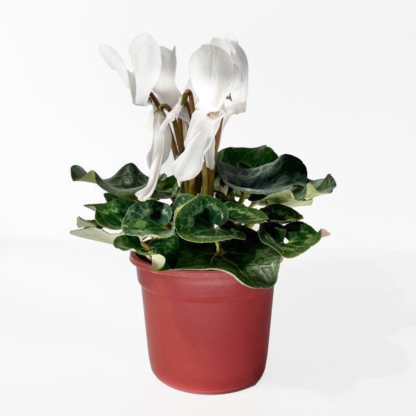 Florist's Cyclamen