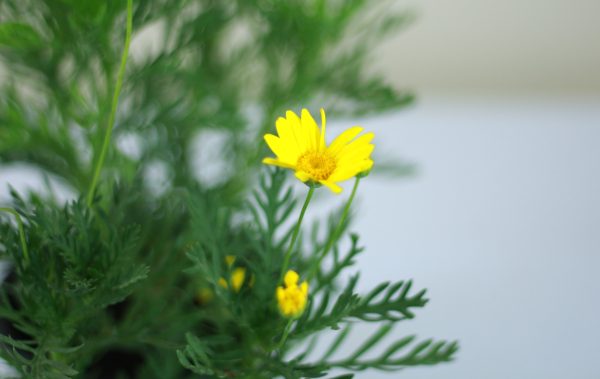 Golden Daisy Bush