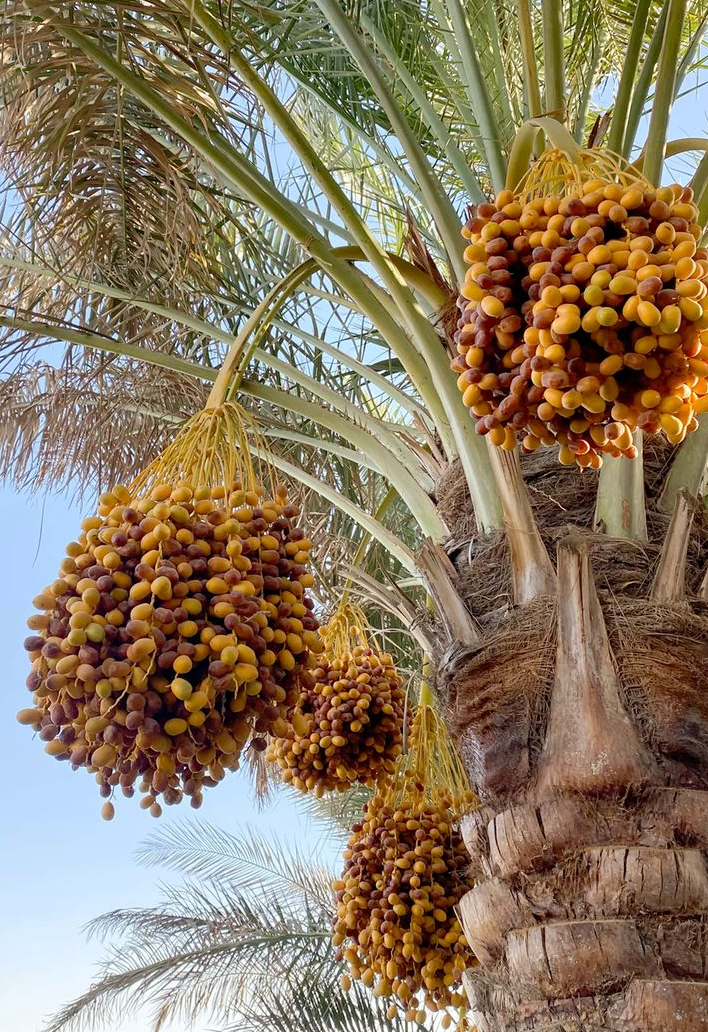 Barhi Date Palm