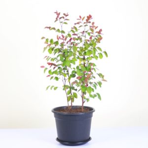 Red Snowbush