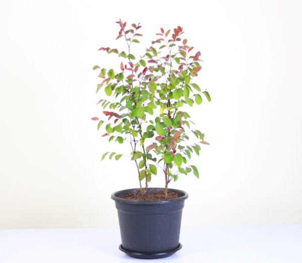 Red Snowbush
