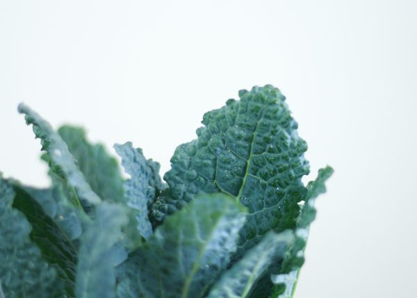 Tuscan Kale