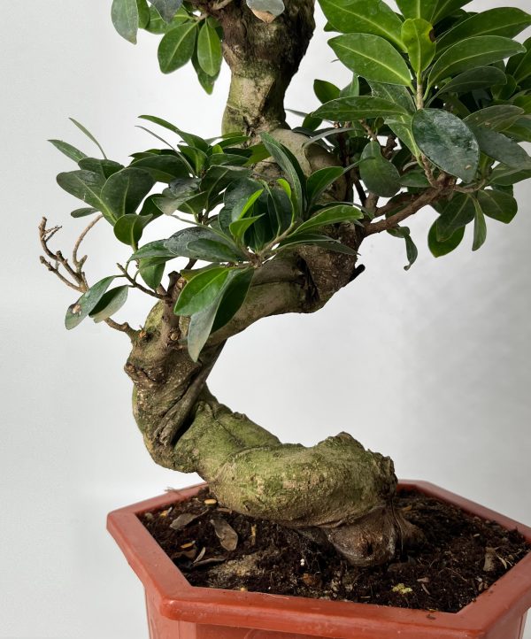 Ginseng Ficus