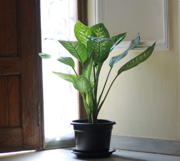 Dieffenbachia Tropic Snow