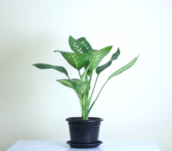 Dieffenbachia Tropic Snow