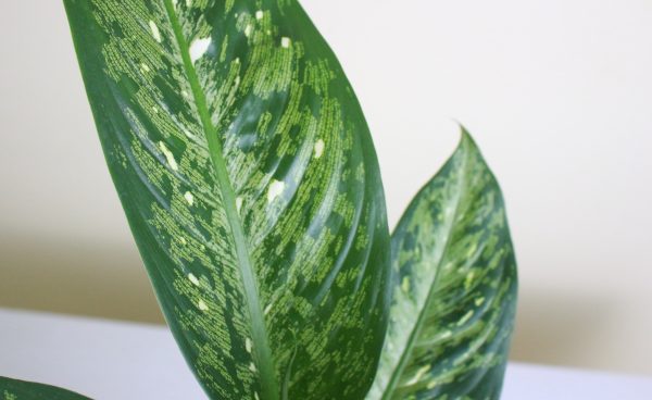 Dieffenbachia 'Memoria Corsii'