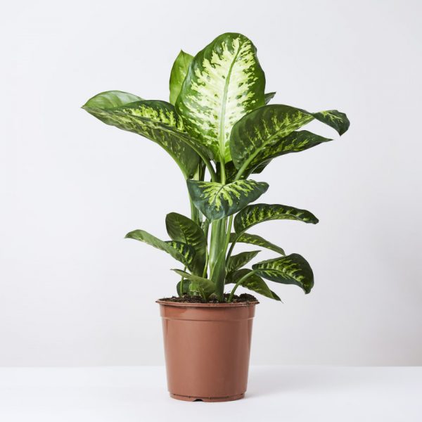 Office Plants Set (10 Plants)