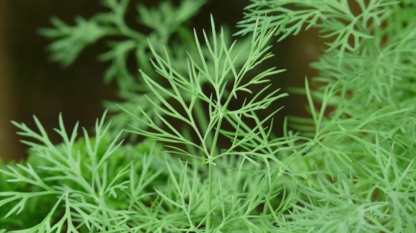 Dill Seeds