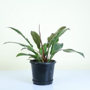 Philodendron Imperial Red
