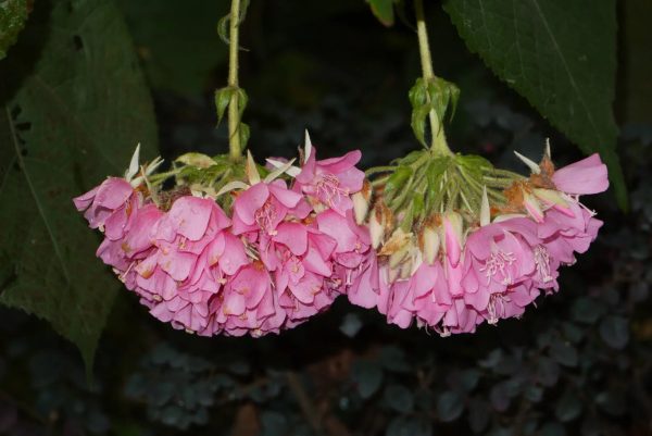 Pink Wild Pear