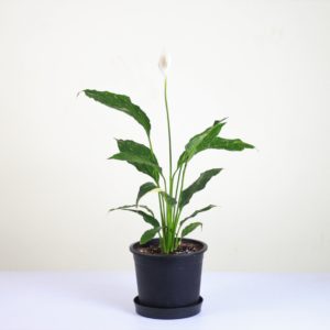 Peace Lily Domino