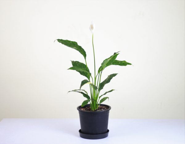 Peace Lily Domino