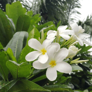English Jasmine